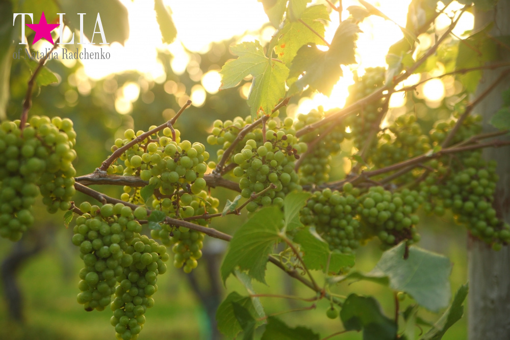 Виноградники Лонг-Айленда, Хэмптонc, штат Нью-Йорк